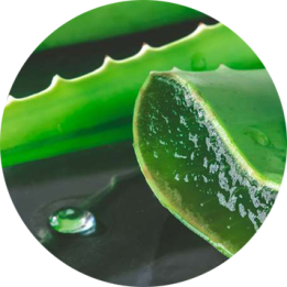 Aloe Vera Powder