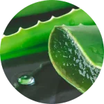 Aloe Vera Powder