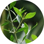 100g Sojat Naru Henna Blend