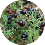 250ml Henna Extra Red