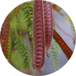 Katha Acacia Catechu Powder