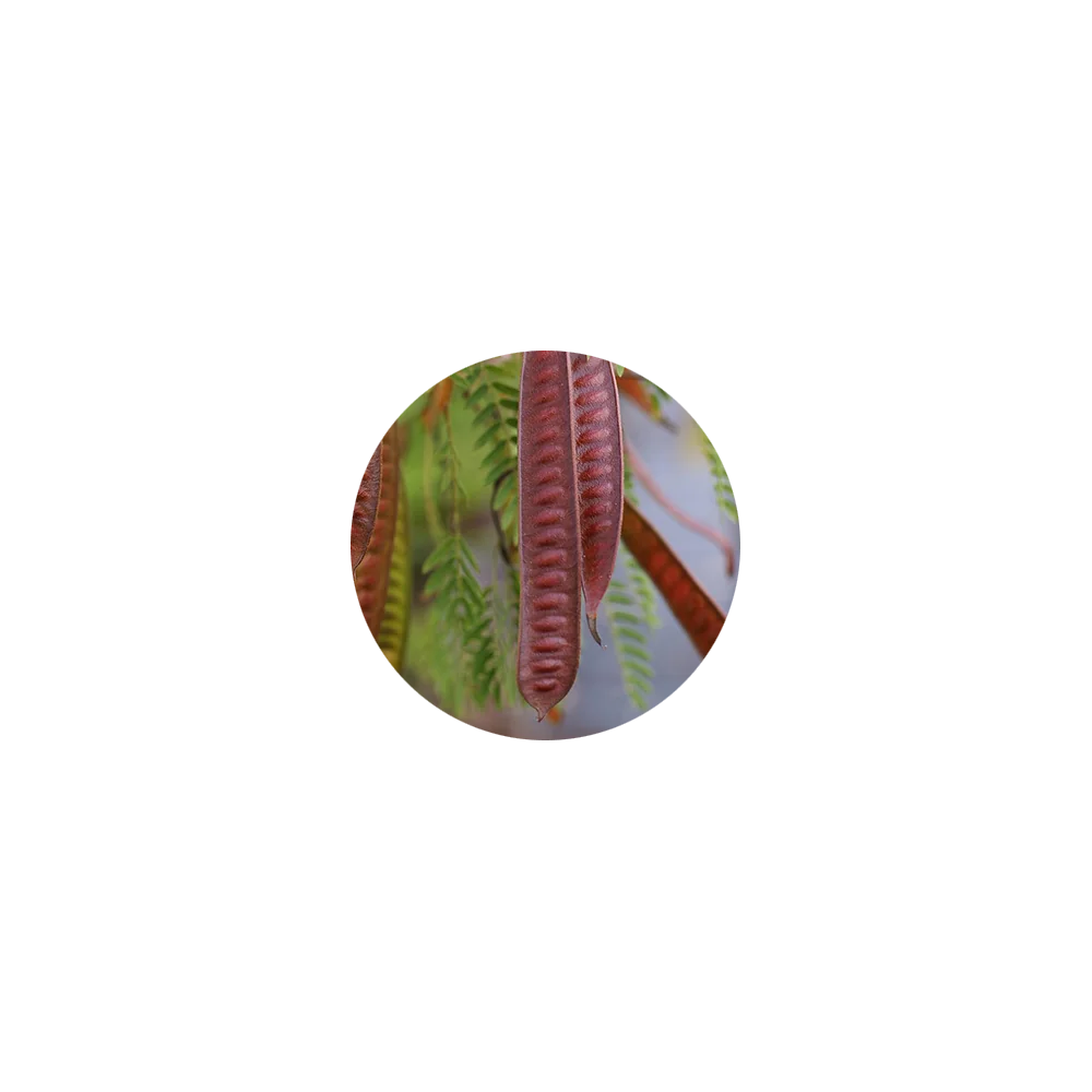 Katha Acacia Catechu Powder