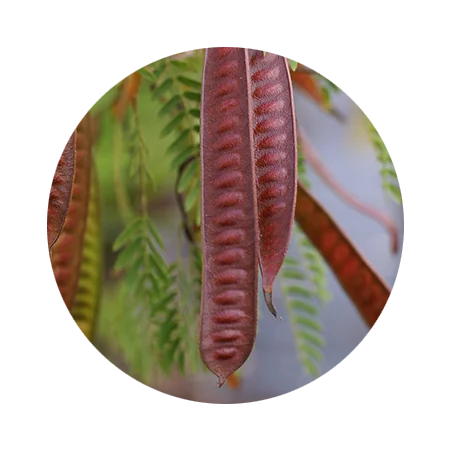 Katha Acacia Catechu Powder