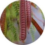 Katha Acacia Catechu Powder