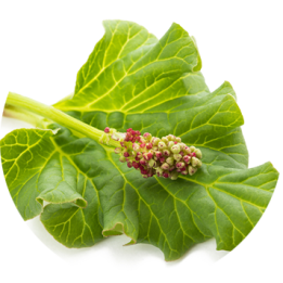 Rhubarb Powder