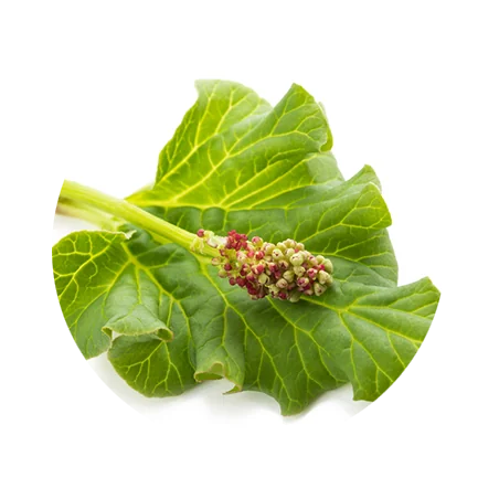 Rhubarb Powder
