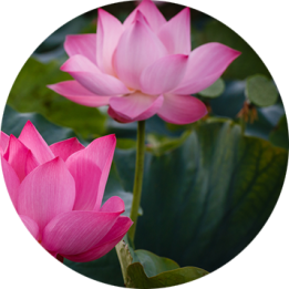 Lotus Powder