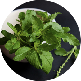 Tulsi Powder