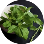 Tulsi Powder