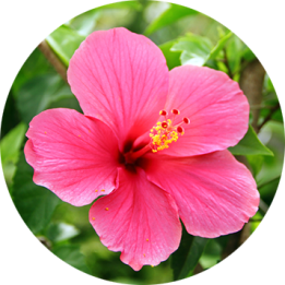 Hibiscus Powder