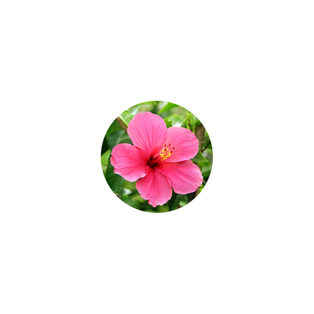 Hibiscus Powder