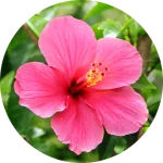 Hibiscus Powder