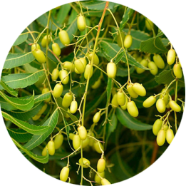 100ml Neem Shampoo