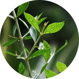Henna Powder