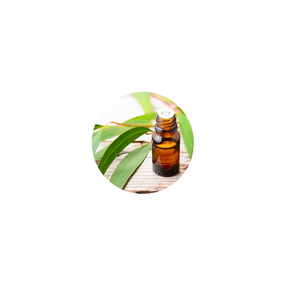 Eucalyptus Essential Oil