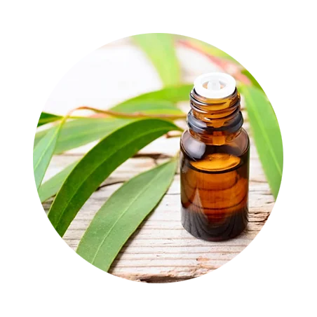 Eucalyptus Essential Oil