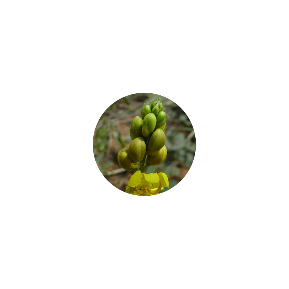 Cassia and Henna Hair Dye