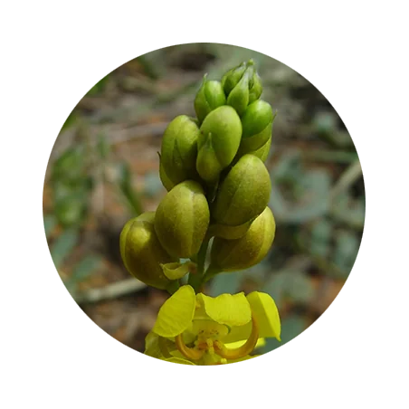 Cassia and Henna Hair Dye