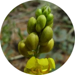 Cassia and Henna Hair Dye