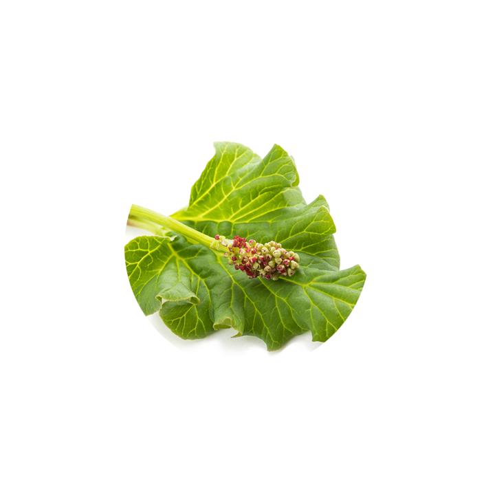 Super Blond Natural Hair Dye – Cassia & Rhubarb | Henna Boy