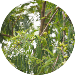 Amla Powder