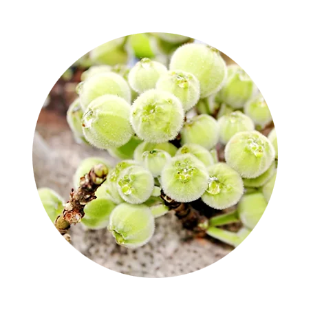 Hair Care and Conditioning Pack