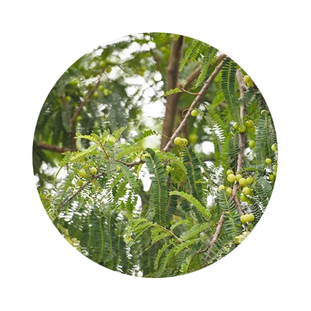 Hair Care and Conditioning Pack