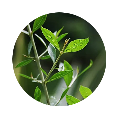 15 Pre Mixed Henna Paste Cones