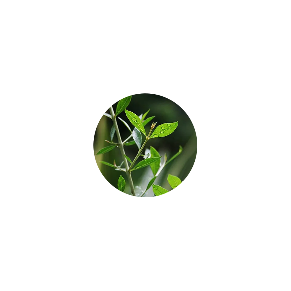 Starter Henna Cone Kit