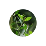 Super Sift Indian Raj Henna Powder