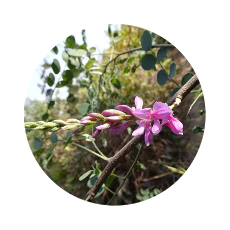 Light Brown Brunette Natural Henna Hair Dye