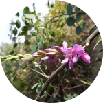 Dark Brown Brunette Natural Henna Hair Dye