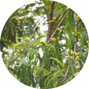 Amla Powder