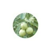 Soap Nuts